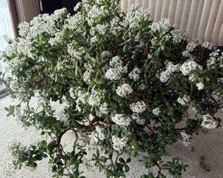Massive Live Jade Plant, flowering