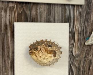 Mounted Puffer Fish