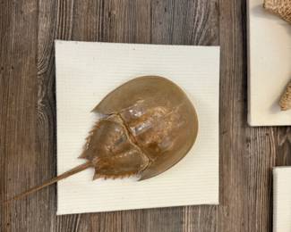 Mounted horseshoe Crab