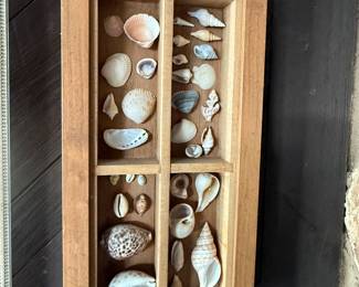 Seashell Collection
