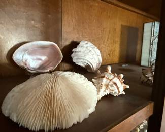 Seashells