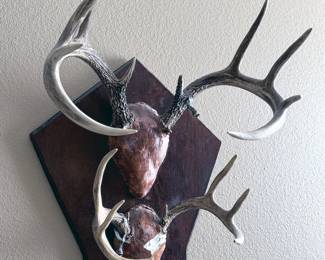 Various antler mounts