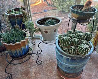 Assorted cacti/succulents in ceramic pots