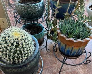 Assorted cacti/succulents in ceramic pots