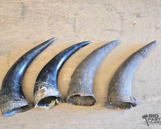 3014  4 Buffalo Horns