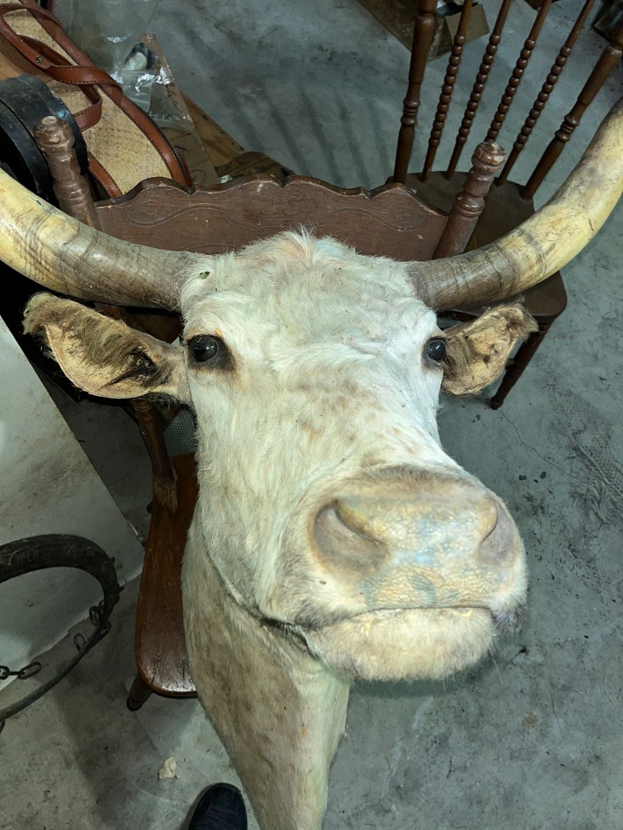 "GO AHEAD AND BE NOSEY. I AM!" (THIS IS IN THE BARN)