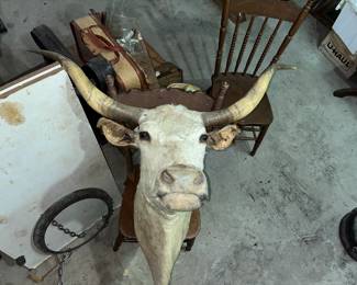 EVEN A FULL-SIZED STEER HEAD!