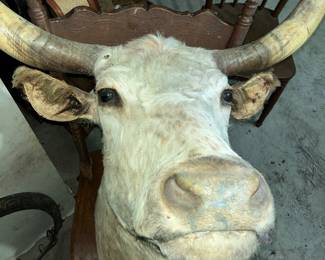 "GO AHEAD AND BE NOSEY. I AM!" (THIS IS IN THE BARN)