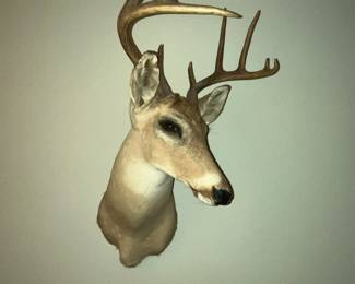 Wonderful deer head mount