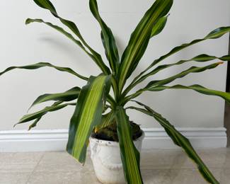 Corn Plant, Native Plant to tropical  Africa, Dracaena Fragrans (1 of 2)