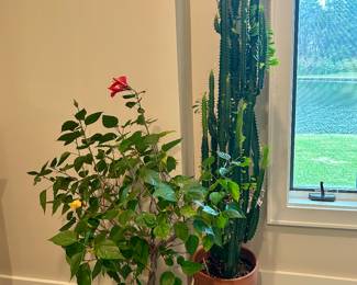 Nice mature house plants