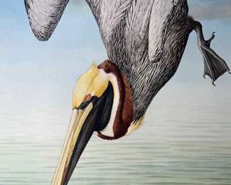Brown Pelican Print