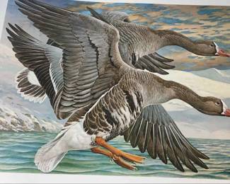 Greater White Fronted Goose