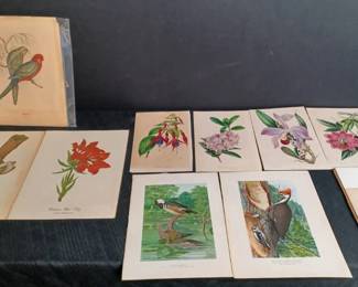 Bird and Flower Prints