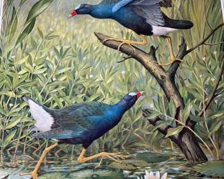 Purple Gallinule Print