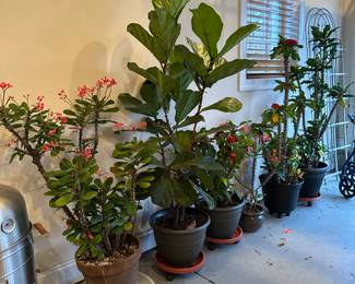 R121 - LARGE House Plants. Crown of Thorns we have small $5 (not photographed) to large $50. PENDING $50 Fiddle Leaf Fig.