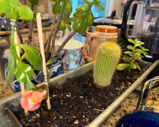Cute little Fuzzy cactus