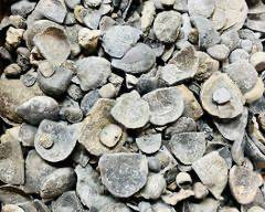 Ancient Large Assortment of Fossil Shells, Including Brachiopods and Bivalves
