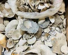 Ancient Fossil Diverse Seashell Assortment: Clams, Oysters, Scallops, and More
