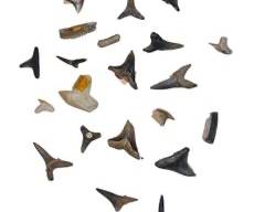 Collection Antique Shark Teeth
