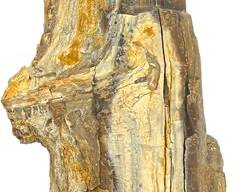 Petrified Wood 3.67lbs
