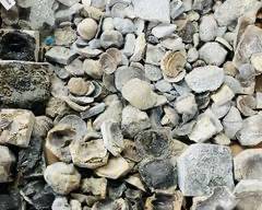 Ancient Fossil Assortment: Explore A Variety Of Marine Fossils, Including Brachiopods, Corals, And More
