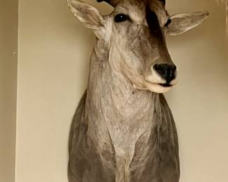 ELAND TAXIDERMY