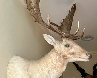 WHITE FALLOW DEER