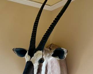 GEMSBOK, SOUTH AFRICAN ORYX ANTELOPE