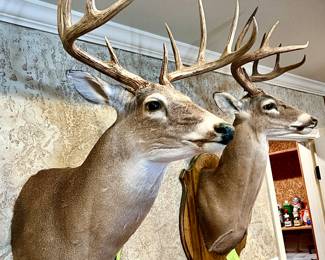 3 WHITE TAIL DEER MOUNTS, LARGE SPREAD, 10 POINT IN MIDDLE.  