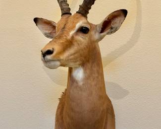IMPALA ANTELOPE