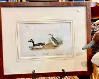 AUDUBON FRAMED PRINT
