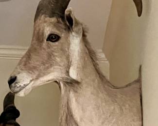 AFRICAN SAFARI TAXIDERMY BARBARY SHEEP