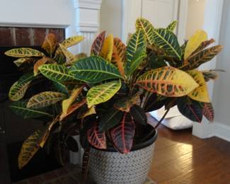 Croton Plant