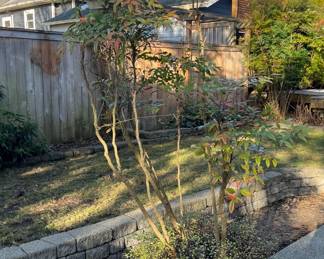 We have 3 Nandina (Sacred Bamboo) bush/trees in terracotta pots. You move. About 150lbs each. Pots in great condition. Not sure what the foliage is on bottom