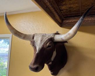 Longhorn Steer Shoulder Mount