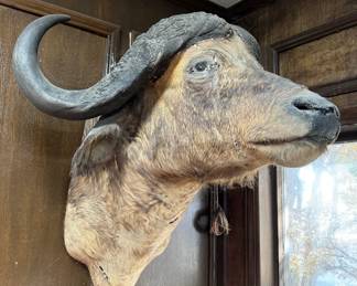 Water Buffalo Shoulder Mount