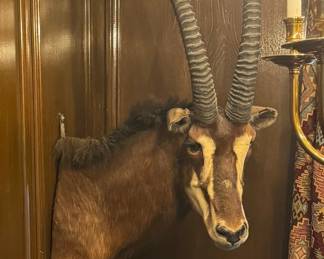 Sable Shoulder Mount