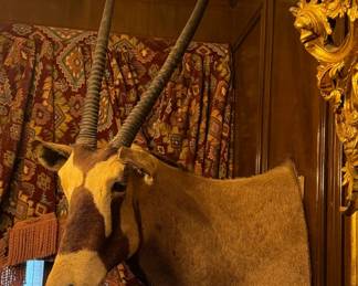 Gemsbok Shoulder Mount