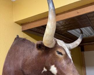 Side View Longhorn Steer Shoulder Mount