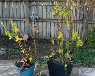 TURTLE DECOR, PLANTS