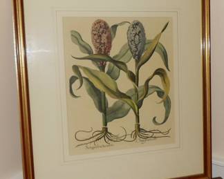 Selection of Botanical Prints