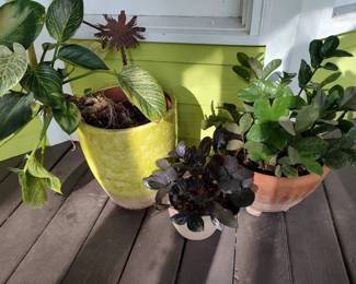 Plants in Planters