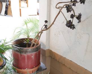 Black Rose Aeonium Succulent in Large Terracotta Planter | View detailed pictures and descriptions on placerauctions.com
