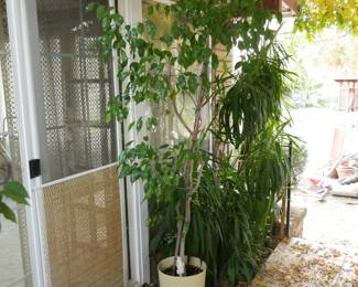 6.75' Weeping Fig Tree | View detailed pictures and descriptions on placerauctions.com