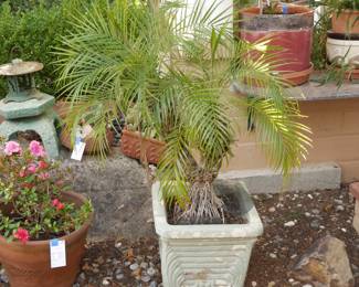 Pygmy Date Palm in Painted Cast Concrete Planter | View detailed pictures and descriptions on placerauctions.com