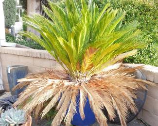 Large Sago Palm Tree in Blue Ceramic Planter | View detailed pictures and descriptions on placerauctions.com