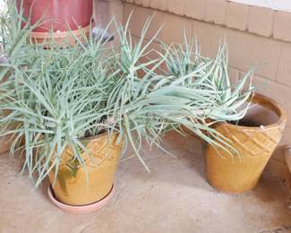 Large Aloe Plant & 2 Glazed Terracotta Planters | View detailed pictures and descriptions on placerauctions.com