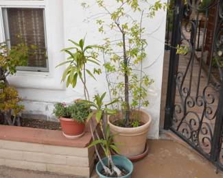 Lot of 3 Plants | View detailed pictures and descriptions on placerauctions.com