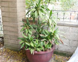 Large Dracaena Shrub in Dark Red Terracotta Planter | View detailed pictures and descriptions on placerauctions.com
